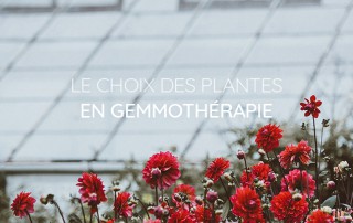 Les plantes en gemmothérapie