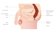 anatomie-penis-masculin
