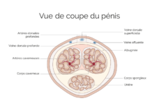 Vue de coupe du pénis