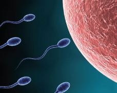La mobilité des spermatzoides est un enjeu primordial de la fertilité de l'homme