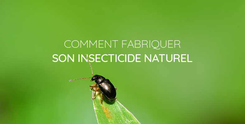 fabriquer insecticide naturel bio soi même