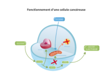Schéma du fonctionnement d'une cellule cancéreuse