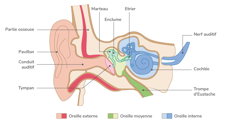 Schéma général de l'oreille
