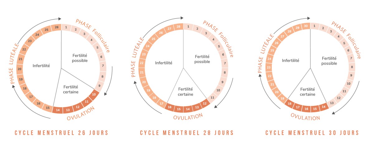 cycles-menstruels